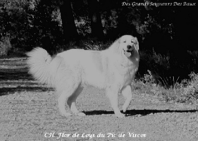 Des Grands Seigneurs Des Baux - L'écho des Alpilles 11