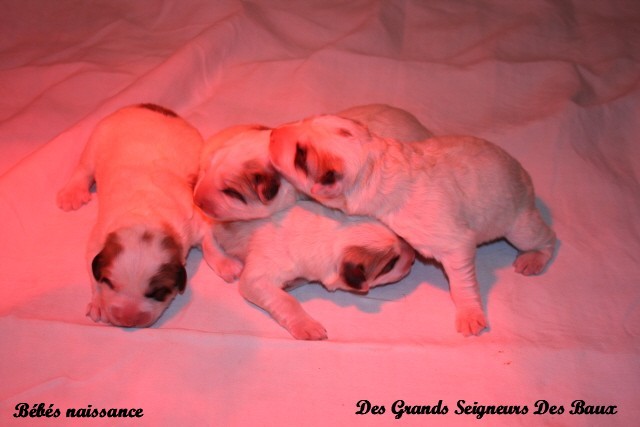 album chiots Biados & Awaï