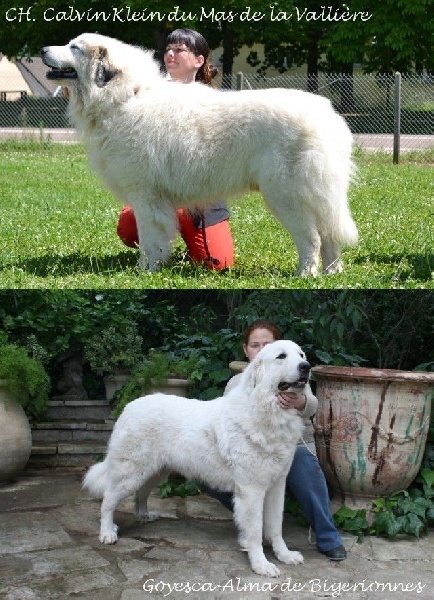 album chiots Calvin & Alma