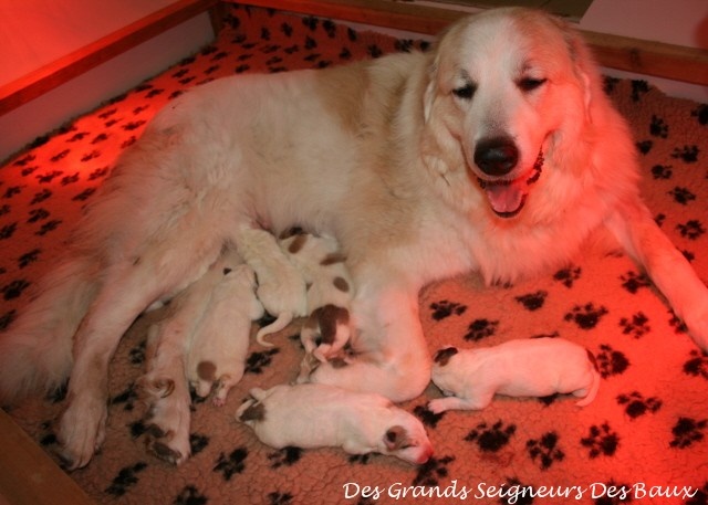 album chiots Riglos & Loys
