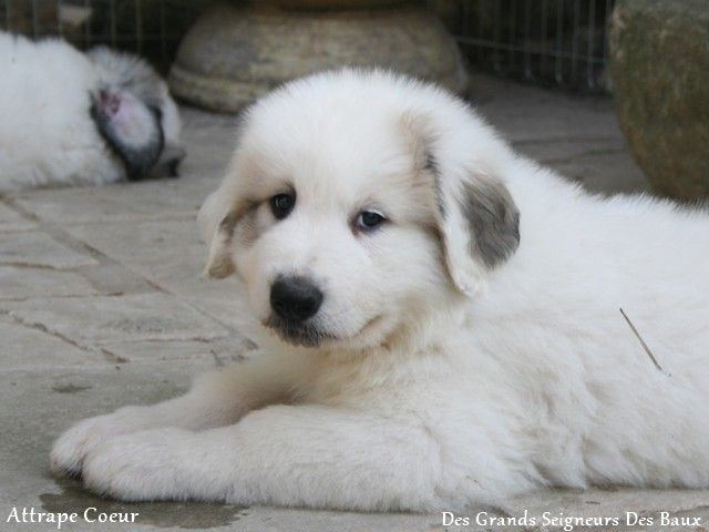 Des Grands Seigneurs Des Baux - Chien de Montagne des Pyrenees - Portée née le 17/06/2014